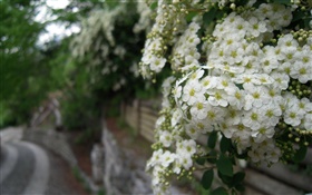 ホワイトノイバラの花