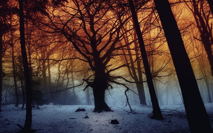 冬、森、木、夜明け 壁紙 ピクチャー
