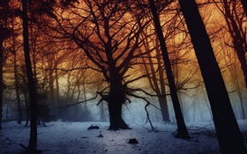 冬、森、木、夜明け