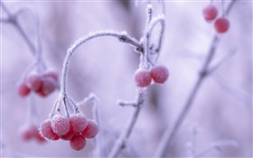 冬、霜、赤い果実、ボケ HDの壁紙
