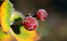 冬、赤い果実クローズアップ、葉