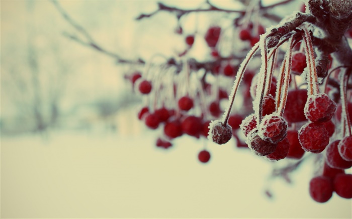 ぼやけ冬、赤い果実、雪、 壁紙 ピクチャー