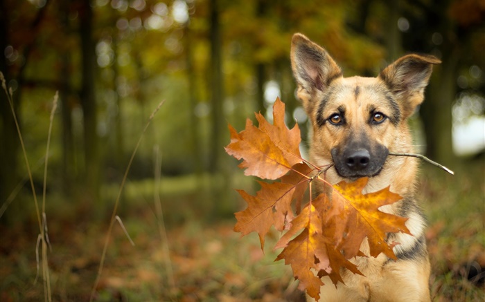 秋、犬、葉、ボケ味 壁紙 ピクチャー