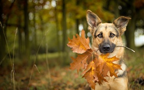 秋、犬、葉、ボケ味