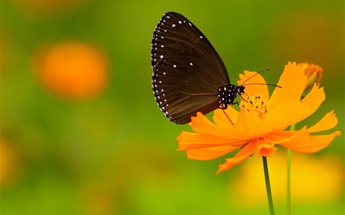 黒蝶、オレンジの花 壁紙 ピクチャー