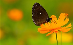 黒蝶、オレンジの花 HDの壁紙