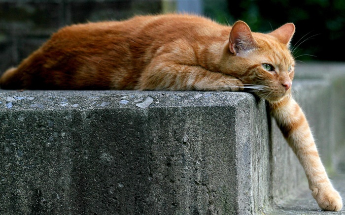 ブラウン色の猫、足、はしご 壁紙 ピクチャー
