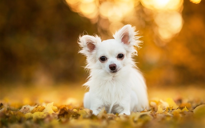 チワワ犬、白い子犬、葉、ボケ味 壁紙 ピクチャー
