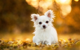チワワ犬、白い子犬、葉、ボケ味 HDの壁紙