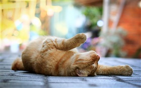 かわいい猫、横たわって眠り、足、歩道、ボケ HDの壁紙