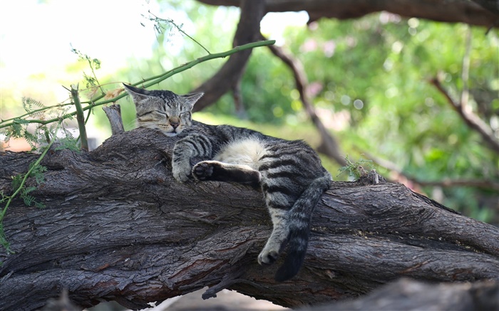 かわいい子猫の睡眠、休息、木 壁紙 ピクチャー