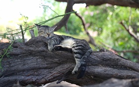 かわいい子猫の睡眠、休息、木 HDの壁紙