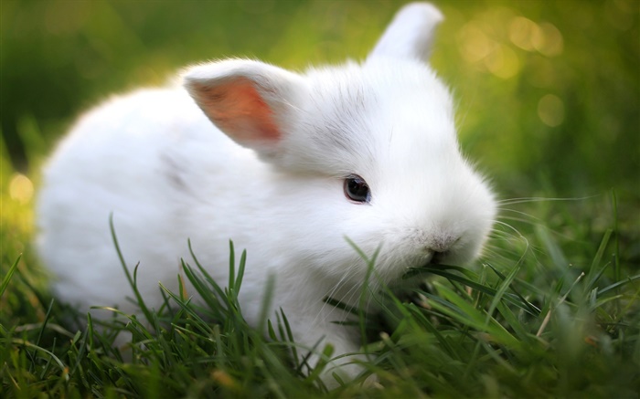 草の中にかわいい白ウサギ 壁紙 ピクチャー