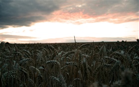 夕方、麦畑、収穫 HDの壁紙