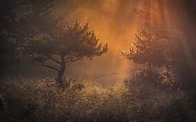 森、朝、光、草、夜明け HDの壁紙