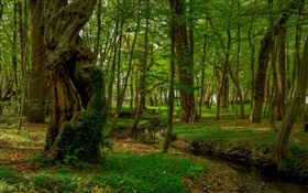 森、木、小川、公園 HDの壁紙