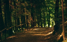 森、木、歩道、公園、太陽の光 HDの壁紙