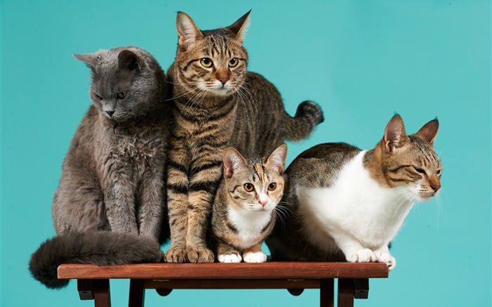 四匹の猫、緑の背景 壁紙 ピクチャー