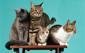 四匹の猫、緑の背景 HDの壁紙