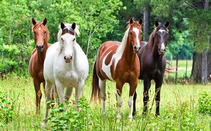 4頭の馬、草 壁紙 ピクチャー