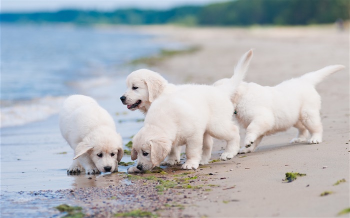 四白い犬、遊び、浜 壁紙 ピクチャー