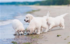四白い犬、遊び、浜 HDの壁紙