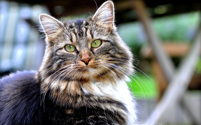 緑の目の猫、見て、顔、ボケ味 壁紙 ピクチャー