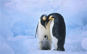 ペンギン・ファミリー HDの壁紙
