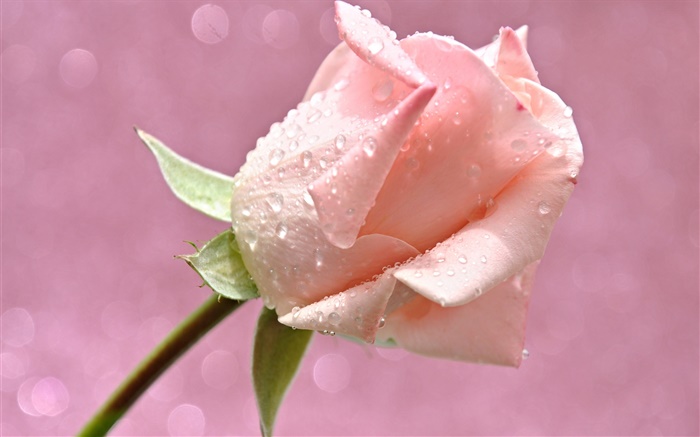 ピンク水は、露をドロップ、花バラ 壁紙 ピクチャー