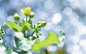 植物クローズアップ、黄色の花の蕾、まぶしさ HDの壁紙