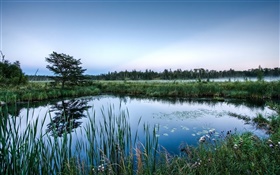 池、木、草、水の反射、夜明け