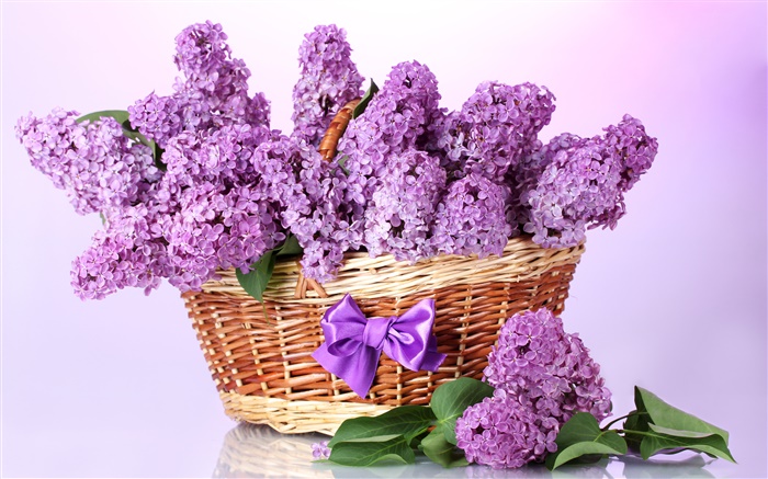 紫のライラックの花、バスケット 壁紙 ピクチャー