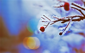 レッドベリー、小枝、冬、ボケ HDの壁紙
