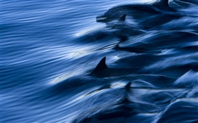 海、イルカ、スピード、水、スプラッシュ HDの壁紙
