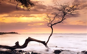 シングルツリー、夕日、海、赤い空、ハワイ、アメリカ HDの壁紙