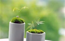 小さな緑の盆栽、春、芽 HDの壁紙