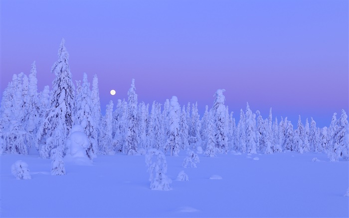 雪に覆われた木、冬、夜、月、フィンランドオウル州、 壁紙 ピクチャー