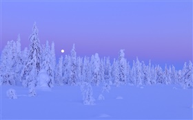 雪に覆われた木、冬、夜、月、フィンランドオウル州、 HDの壁紙