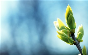 春の芽クローズアップ、小枝、青の背景 HDの壁紙