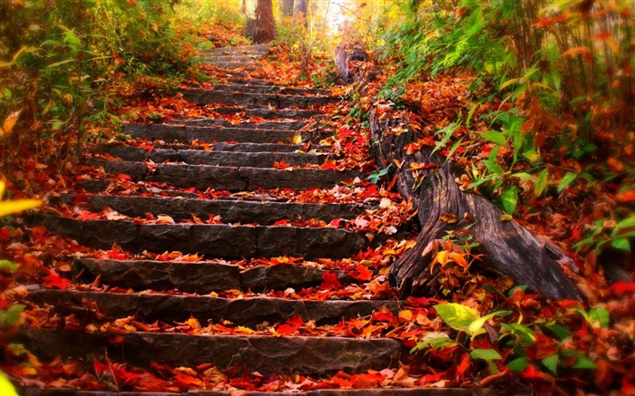 石の階段、紅葉、秋 壁紙 ピクチャー