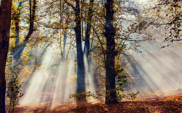 太陽光線、森林、木、秋 壁紙 ピクチャー
