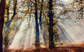 太陽光線、森林、木、秋