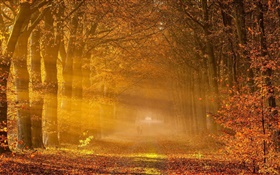 木、紅葉、道路、人、日光、秋