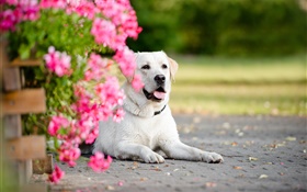 白い犬、花
