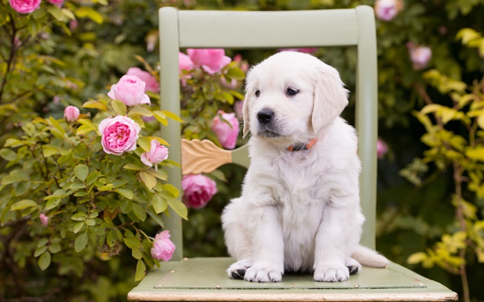 白犬、子犬、花バラ、椅子 壁紙 ピクチャー