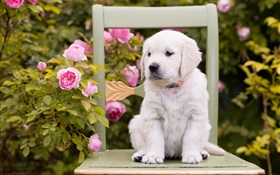 白犬、子犬、花バラ、椅子 HDの壁紙