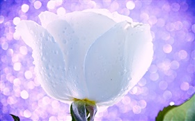 白い花、バラ、水滴、露、光、グレア