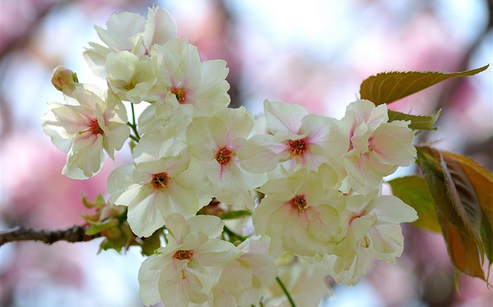ホワイトピンクの花びら、小枝、花、春 壁紙 ピクチャー