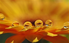 黄色い花のマクロ、花びら、水滴