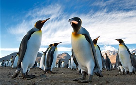 動物のクローズアップ、ペンギン、空、雲 HDの壁紙